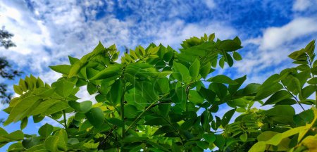Téléchargez les photos : Petite Gliricidia sepium à feuilles vertes dans un jardin sur fond de ciel bleu - en image libre de droit