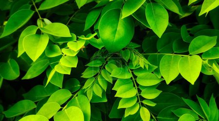 Téléchargez les photos : Petites feuilles vertes Gliricidia sepium, cette plante est généralement utilisée comme aliment pour animaux tels que les bovins, les chèvres et les moutons - en image libre de droit