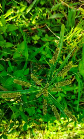 Photo for Cyperus cyperoides growing and blooming in rice fields. Top view - Royalty Free Image