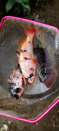 Photo for 3 tilapia fish or known by the Latin name Oreochromis niloticus are being netted, ready to be cooked. - Royalty Free Image