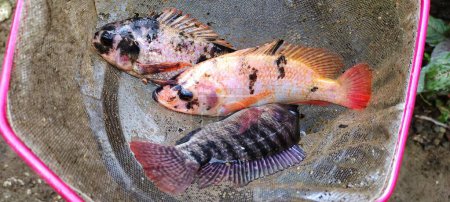 Foto de 3 tilapia pescado o conocido con el nombre latino Oreochromis niloticus se están rellenando, listo para ser cocinado. - Imagen libre de derechos