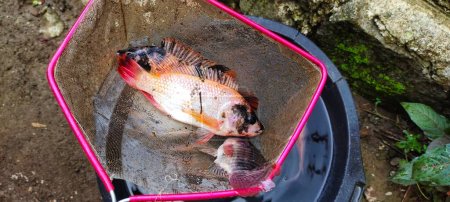 3 tilapia pescado o conocido con el nombre latino Oreochromis niloticus se están rellenando, listo para ser cocinado.