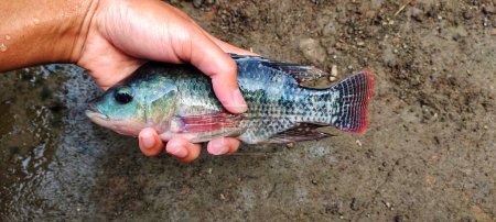 Homme tenant un poisson oreochromis mossambicus ou tilapia qui vient d'être pris dans l'étang à poissons, prêt à être commercialisé.
