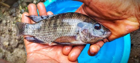 Photo for Man holds a tilapia fish or oreochromis mossambicus that has just been taken from the fish pond, ready to be cooked. - Royalty Free Image