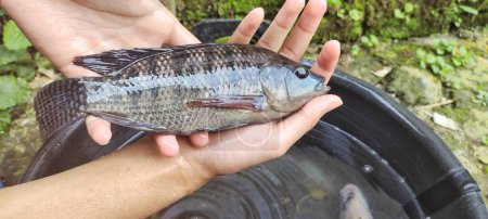 Photo for A man hold fresh nile tilapia that have just been picked up from the fish pond ready to be marketed - Royalty Free Image