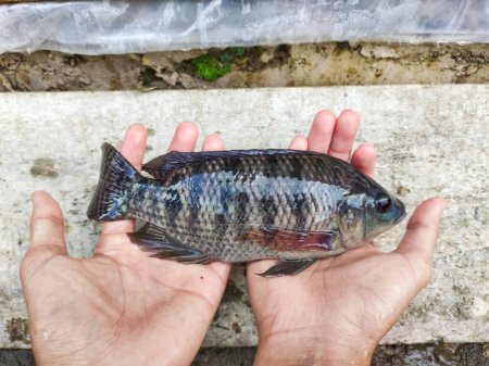 Photo for Man holding oreochromis mossambicus or mujair fish ready to be cooked and made into regional cuisine - Royalty Free Image