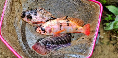 Foto de Pescado de tilapia u oreocromo mossambicus que acaba de ser extraído del estanque de pescado, listo para cocinar. - Imagen libre de derechos