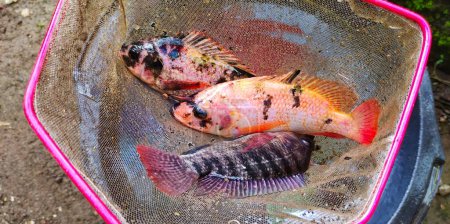 Foto de Pescado de tilapia u oreocromo mossambicus que acaba de ser extraído del estanque de pescado, listo para cocinar. - Imagen libre de derechos