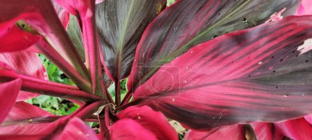 Téléchargez les photos : Les plantes ornementales prospèrent dans les jardins tropicaux appelés Hanjuang ou Cordyline Fruticosa au nom latin. - en image libre de droit