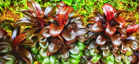 Téléchargez les photos : Cordyline Fruticosa est une plante tropicale qui a de petites feuilles et de belles feuilles colorées - en image libre de droit