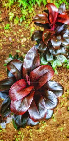 Téléchargez les photos : Portrait de feuilles de Hanjuang (cordyline fruticosa) sont souvent utilisés comme plantes ornementales à la maison en raison de leur belle forme et couleur rouge-violet. - en image libre de droit