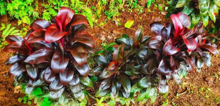 Téléchargez les photos : Les feuilles de Hanjuang ou Andong (cordyline fruticosa) sont souvent utilisées comme plantes ornementales à la maison en raison de leur belle forme et de leur couleur violet rougeâtre.. - en image libre de droit