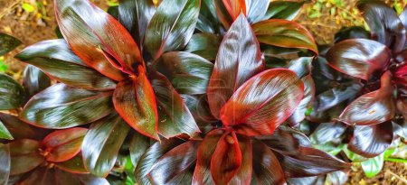 Téléchargez les photos : Vue de dessus Hanjuang ou Andong (cordyline fruticosa) a de belles formes de feuilles et des feuilles colorées. - en image libre de droit