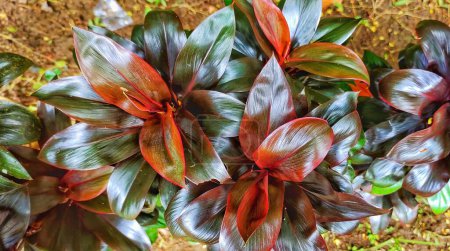 Téléchargez les photos : Vue de dessus Hanjuang ou Andong (cordyline fruticosa) a de belles formes de feuilles et des feuilles colorées. - en image libre de droit