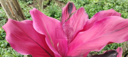 Téléchargez les photos : Les plantes ornementales prospèrent dans les jardins tropicaux appelés Hanjuang ou Cordyline Fruticosa au nom latin. - en image libre de droit