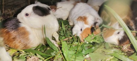 Foto de Enfoque selectivo de Cavia porcellus comiendo hierba en una jaula. - Imagen libre de derechos