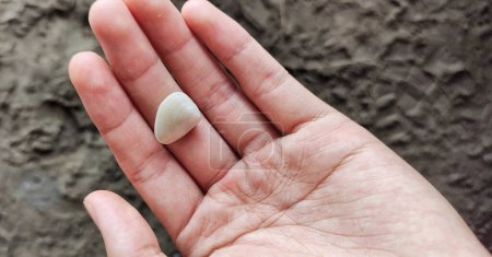 Photo for A man holding a small seashell he got at the beach - Royalty Free Image