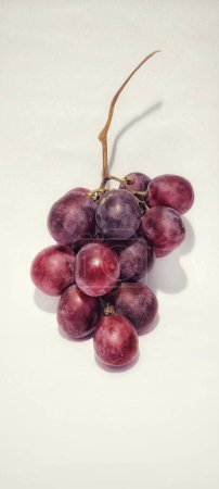 Photo for Portrait vitis vinifera is photographed with a shadow concept on the photo object. - Royalty Free Image