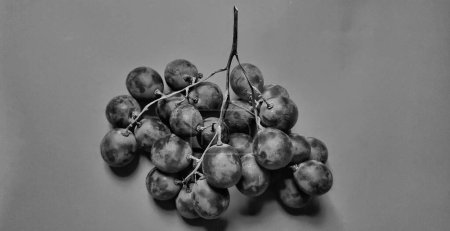 Photo for Black and white photo with an abstract photo concept for the background, Portrait a sprig of grapes or vitis vinifera. - Royalty Free Image