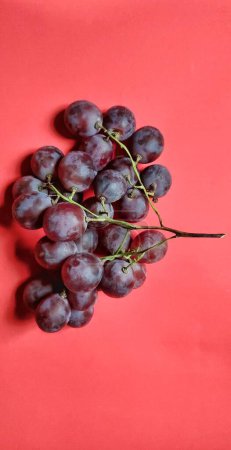 Foto de Retrato de frutos de vitis vinifera recién recogidos del jardín, fotografiados desde un ángulo alto y aislados sobre un fondo rojo - Imagen libre de derechos