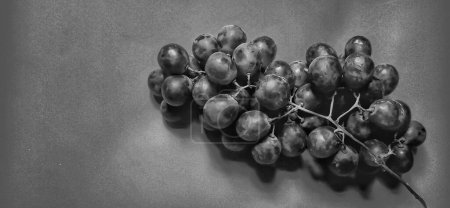 Photo for Black and white photo with an abstract photo concept for the background, Portrait a sprig of grapes or vitis vinifera. Negative space - Royalty Free Image