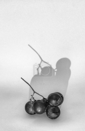 Photo for Black and white photo with an abstract photo concept for the background, a sprig of grapes or vitis vinifera. The shadow effeect portrait - Royalty Free Image