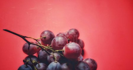 Photo for Vitis vinifera or red grapes photographed from a close up view and isolated on red background. Shadow concept picture - Royalty Free Image