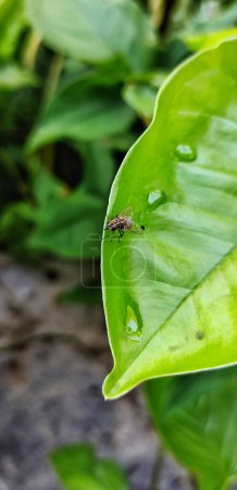Foto de El enfoque selectivo de retrato de stomoxys calcitrans se llama comúnmente mosca estable o mosca mordedora - Imagen libre de derechos