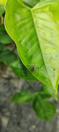 Foto de El enfoque selectivo de retrato de stomoxys calcitrans se llama comúnmente mosca estable o mosca mordedora - Imagen libre de derechos
