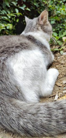 Téléchargez les photos : Vue rapprochée d'un chat indonésien local, de couleur blanc grisâtre. En Indonésie, les chats sont l'un des animaux préférés à garder comme animaux de compagnie. - en image libre de droit