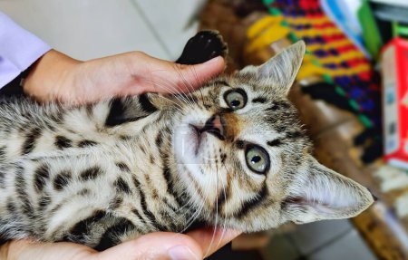 Téléchargez les photos : Portrait de la main de la femme tenant chaton asiatique mignon. - en image libre de droit