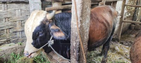Photo for Brown cow face. Close-up portrait of a cow standing in a pen eating hay. Javanese cattle farming industry, Indonesia. - Royalty Free Image