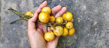 El hombre que sostiene la fruta Kepundung o Menteng, científicamente conocida como Baccaurea Racemosa, es una planta frutal nativa del sudeste asiático. A menudo se encuentran en Indonesia, Malasia, Tailandia y Brunei Darussalam.