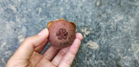 Foto de Hombre sosteniendo fruta local del mangostán de Indonesia, se ve pequeño pero muy dulce. la piel de la fruta se ve marrón negruzco. - Imagen libre de derechos