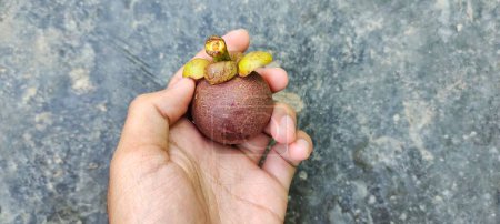 Photo for Top view of man holding a ripe local Indonesian mangosteen fruit, brown in color. - Royalty Free Image