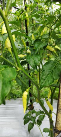 Foto de Plantas de chile o capsicum annuum están empezando a dar frutos en los campos de arroz, creciendo bien en climas tropicales. - Imagen libre de derechos