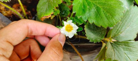 Man holding Fragaria Ananassa flowers or strawberry plants blooming in the garden