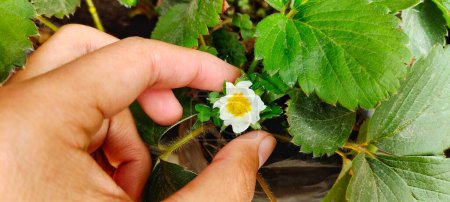 Photo for Man holding Fragaria Ananassa flowers or strawberry plants blooming in the garden - Royalty Free Image