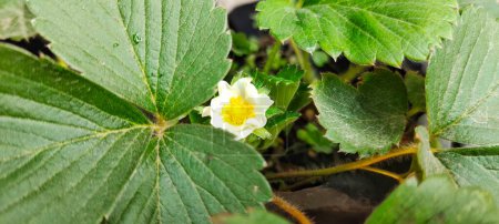 Strawberry plant flowers blooming in a polybag. Top view
