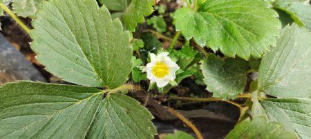 Strawberry plant flowers blooming in a polybag. High angle view