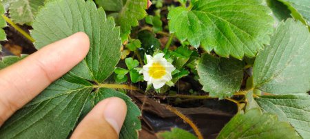 Man holding Fragaria Ananassa leaves, strawberry plants flower blooming in the garden