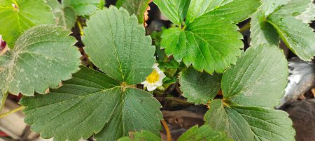 Photo for Strawberry plant flowers blooming in a polybag. High angle view - Royalty Free Image