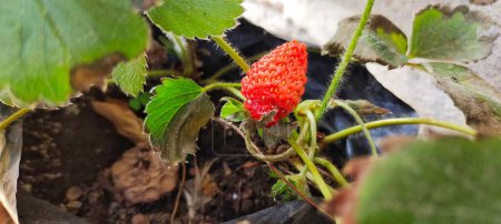 Close up view of Fragaria Ananassa or strawberry fruit that look ripe in a pot next to the house