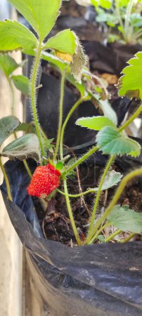 Portrait of Fragaria Ananassa or strawberry fruit that look ripe in a pot next to the house