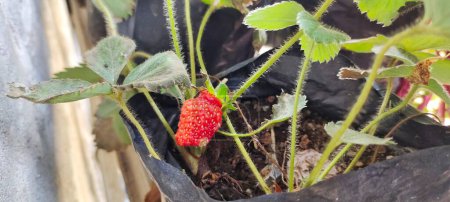 High angle view of Fragaria Ananassa or strawberry fruit that look ripe in a pot next to the house