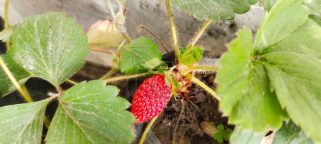 Top view of Fragaria Ananassa or strawberry fruit that look ripe in a pot next to the house.