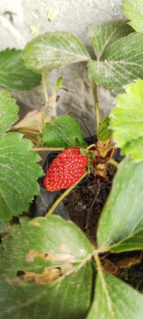 High angle view of Fragaria Ananassa or strawberry fruit that look ripe in a pot next to the house