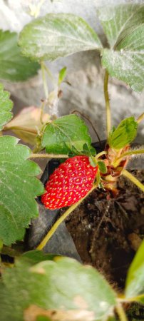 Close up view of Fragaria Ananassa or strawberry fruit that look ripe in a pot next to the house