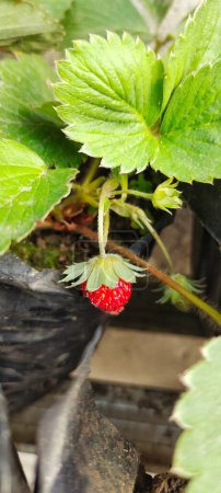 Photo for Portrait of Fragaria Ananassa or strawberry fruit that look ripe in a pot next to the house - Royalty Free Image