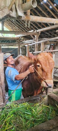 Téléchargez les photos : Java central, Indonésie - 14 mars 2024 : Un homme adulte tient une très grande vache brune, cette vache sera utilisée comme animal sacrificiel lors de la fête musulmane de l'Aïd al-Adha. - en image libre de droit
